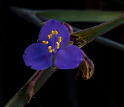 No Mule Canyon Tradescantia occindentalis 14-3253